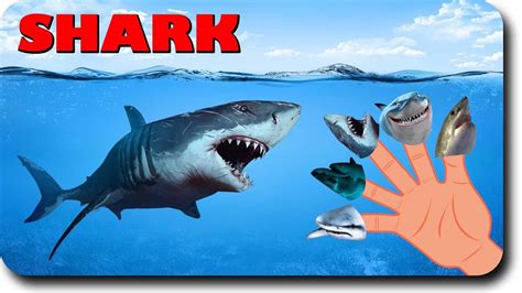 Shark Fingers .